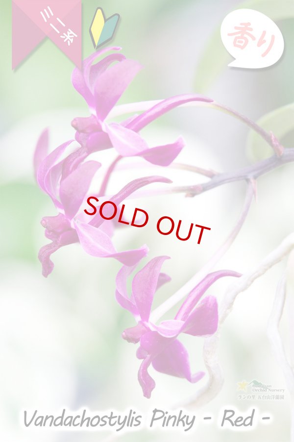 画像2: 【フウラン系の香りがする小型バンダ近縁種】Vandachostylis Pinky - Red-（交配種）バンダコスティリス　ピンキー - レッド - (2)