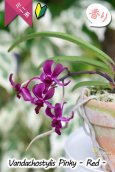 画像3: 【フウラン系の香りがする小型バンダ近縁種】Vandachostylis Pinky - Red-（交配種）バンダコスティリス　ピンキー - レッド - (3)