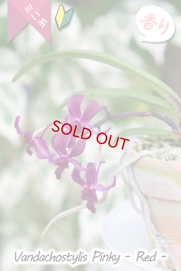 画像3: 【フウラン系の香りがする小型バンダ近縁種】Vandachostylis Pinky - Red-（交配種）バンダコスティリス　ピンキー - レッド - (3)