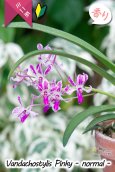 画像4: 【フウラン系の香りがする小型バンダ近縁種】Vandachostylis Pinky - normal-（交配種）バンダコスティリス　ピンキー - ノーマル - (4)