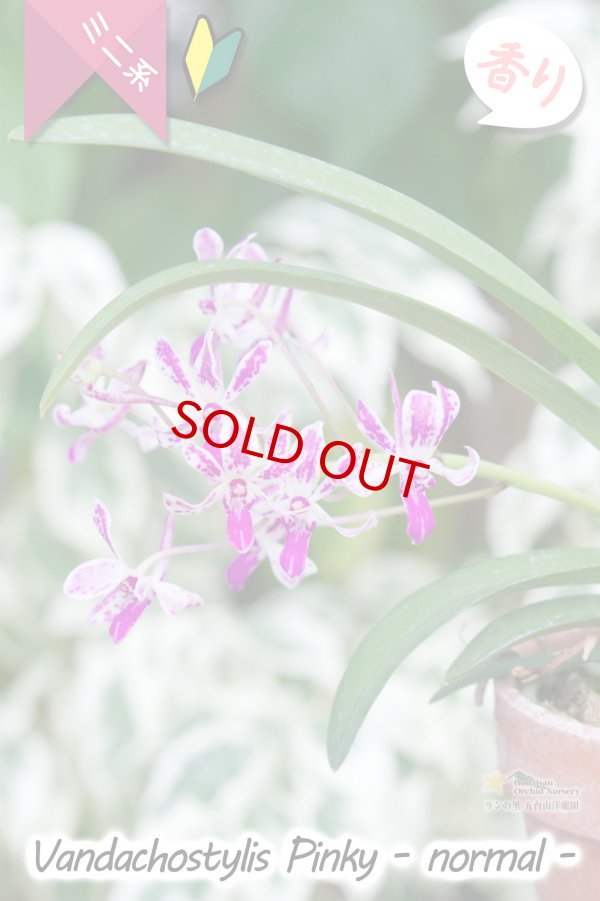 画像4: 【フウラン系の香りがする小型バンダ近縁種】Vandachostylis Pinky - normal-(交配種)バンダコスティリス ピンキー - ノーマル - (4)