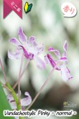 画像3: 【フウラン系の香りがする小型バンダ近縁種】Vandachostylis Pinky - normal-（交配種）バンダコスティリス　ピンキー - ノーマル - (3)