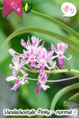 画像2: 【フウラン系の香りがする小型バンダ近縁種】Vandachostylis Pinky - normal-（交配種）バンダコスティリス　ピンキー - ノーマル - (2)