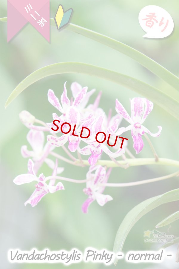 画像2: 【フウラン系の香りがする小型バンダ近縁種】Vandachostylis Pinky - normal-(交配種)バンダコスティリス ピンキー - ノーマル - (2)