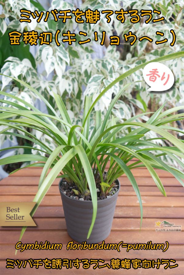 画像2: 【ミツバチを呼ぶ蘭】金稜辺・白花４号鉢（キンリョウヘン・アルバ）=Cym.floribundum alba（原種）シンビジューム フロリバンダム アルバ (2)