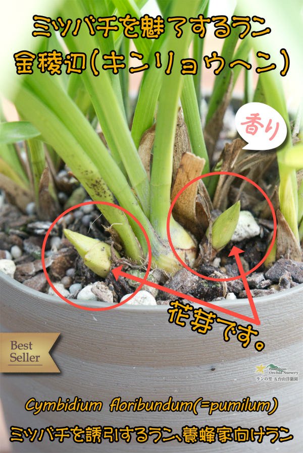 画像3: 【ミツバチを呼ぶ蘭】金稜辺・白花４号鉢（キンリョウヘン・アルバ）=Cym.floribundum alba（原種）シンビジューム フロリバンダム アルバ (3)