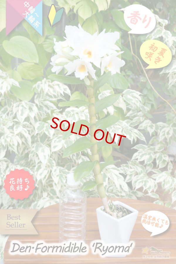 画像2: 【初夏に咲く大輪デンドロビウム】Den.Formidible 'Ryoma'（交配種）デンドロビウム　フォーミディブル‘竜馬’ (2)