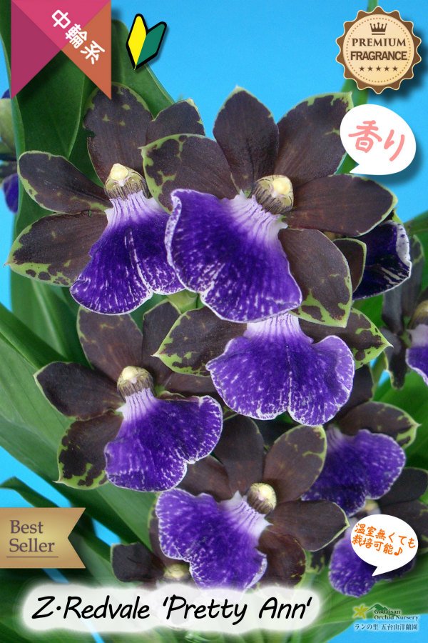 画像2: 【シブい花と香水の様な香りを楽しむラン♪】Zygopetalum Redveil ‘Pretty Ann’（交配種）ジゴペタラム　レッドベイル‘プリティーアン’ (2)