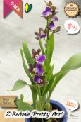 画像2: 【シブい花と香水の様な香りを楽しむラン♪】Zygopetalum Redveil ‘Pretty Ann’（交配種）ジゴペタラム　レッドベイル‘プリティーアン’ (2)