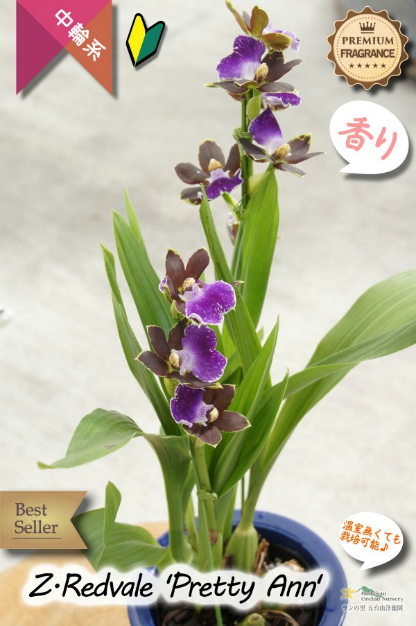 画像3: 【シブい花と香水の様な香りを楽しむラン♪】Zygopetalum Redveil ‘Pretty Ann’（交配種）ジゴペタラム　レッドベイル‘プリティーアン’ (3)