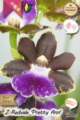 画像1: 【シブい花と香水の様な香りを楽しむラン♪】Zygopetalum Redveil ‘Pretty Ann’（交配種）ジゴペタラム　レッドベイル‘プリティーアン’ (1)