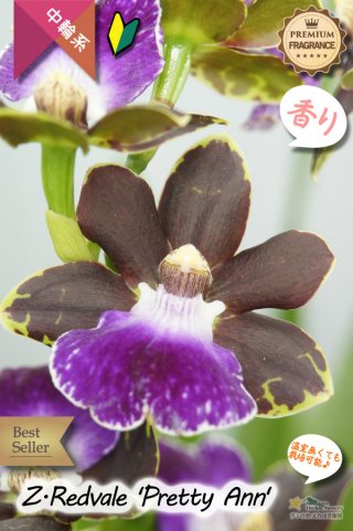 ひかえめな香りと青紫カラーが魅力的】Zygonisia Murasakikomachi