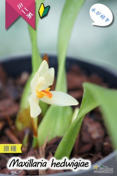 葉っぱに隠れて楚々と咲く育てやすいミニ洋らん】Maxillaria hedwigiae