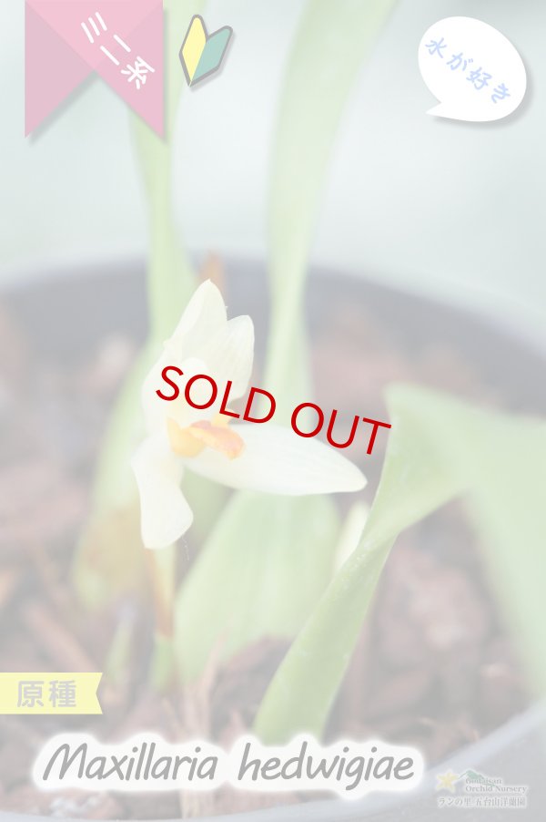 画像3: 【葉っぱに隠れて楚々と咲く育てやすいミニ洋らん】Maxillaria hedwigiae（原種）マキシラリア ヘドウィギエ (3)