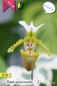 画像2: 【造形が面白いパフィオ原種】Paph.spicerianum（原種）パフィオペディラム　スピセリアナム‘J’ (2)