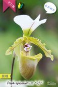 画像1: 【造形が面白いパフィオ原種】Paph.spicerianum（原種）パフィオペディラム　スピセリアナム‘J’ (1)