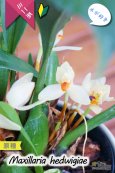 画像1: 【葉っぱに隠れて楚々と咲く育てやすいミニ洋らん】Maxillaria hedwigiae（原種）マキシラリア ヘドウィギエ (1)