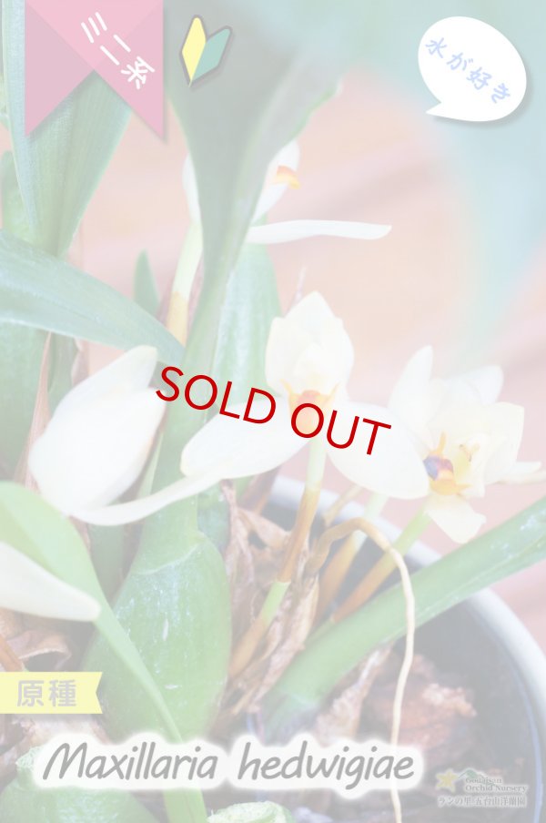 画像1: 【葉っぱに隠れて楚々と咲く育てやすいミニ洋らん】Maxillaria hedwigiae（原種）マキシラリア ヘドウィギエ (1)