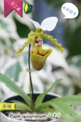 画像3: 【造形が面白いパフィオ原種】Paph.spicerianum（原種）パフィオペディラム　スピセリアナム‘J’ (3)