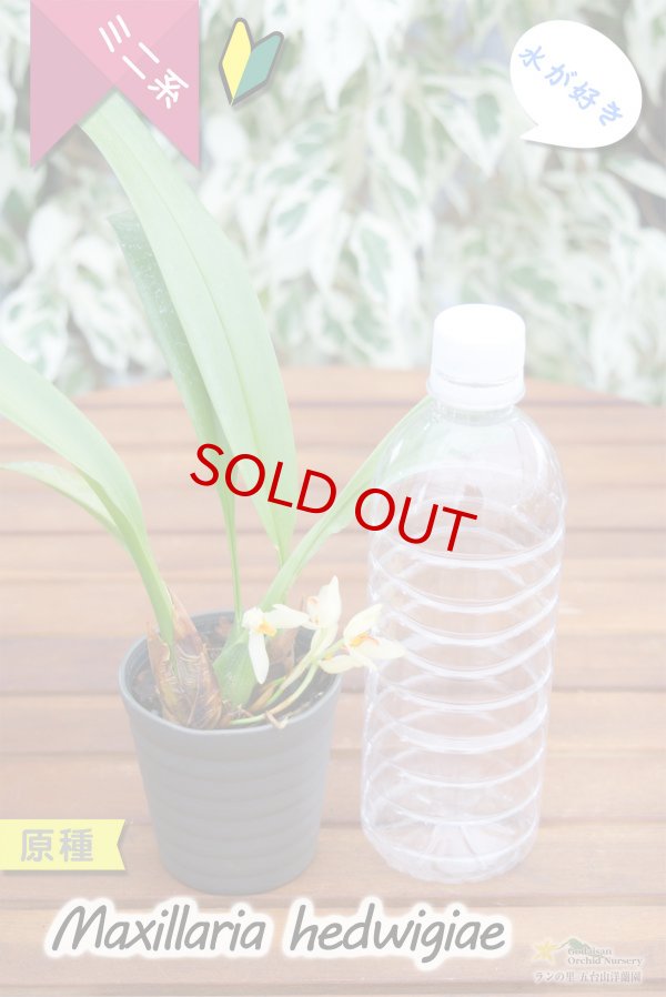 画像5: 【葉っぱに隠れて楚々と咲く育てやすいミニ洋らん】Maxillaria hedwigiae（原種）マキシラリア ヘドウィギエ (5)