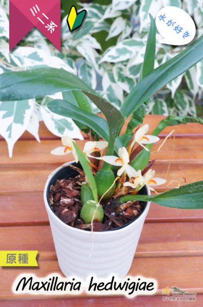 苺だいすき　洋蘭原種 葉っぱに隠れて楚々と咲く育てやすいミニ洋らん】Maxillaria hedwigiae