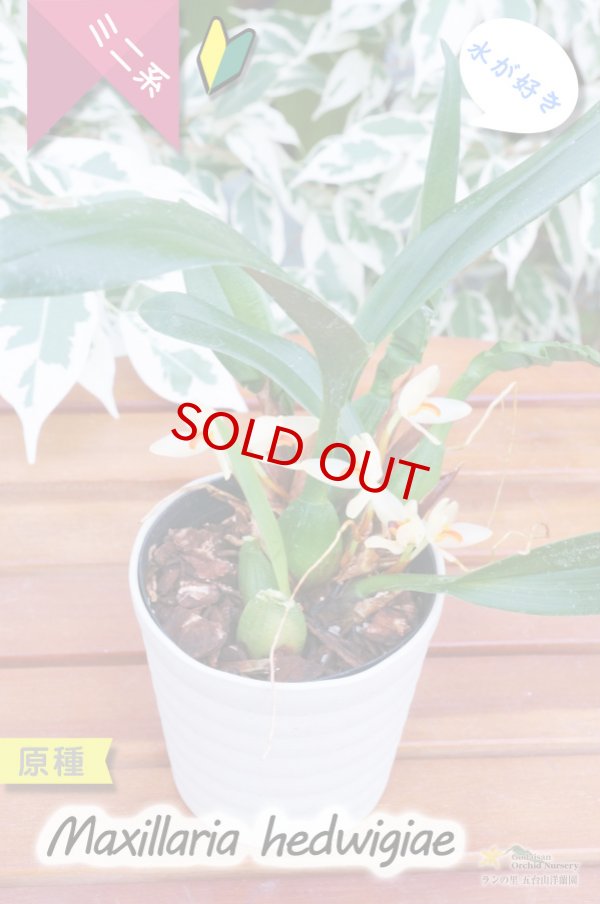 画像4: 【葉っぱに隠れて楚々と咲く育てやすいミニ洋らん】Maxillaria hedwigiae（原種）マキシラリア ヘドウィギエ (4)