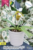 画像6: 【造形が面白いパフィオ原種】Paph.spicerianum（原種）パフィオペディラム　スピセリアナム‘J’ (6)