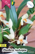 画像2: 【葉っぱに隠れて楚々と咲く育てやすいミニ洋らん】Maxillaria hedwigiae（原種）マキシラリア ヘドウィギエ (2)