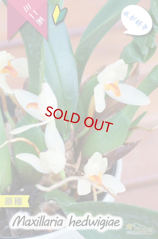 画像2: 【葉っぱに隠れて楚々と咲く育てやすいミニ洋らん】Maxillaria hedwigiae（原種）マキシラリア ヘドウィギエ (2)