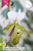 画像5: 【造形が面白いパフィオ原種】Paph.spicerianum（原種）パフィオペディラム　スピセリアナム‘J’ (5)