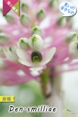 画像5: 【ボトルブラシオーキッドの愛称で知られる原種デンドロ】Dendrobium smilliae（原種）デンドロビウム　スミリアエ (5)