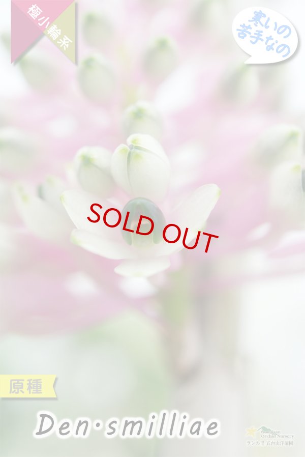 画像5: 【ボトルブラシオーキッドの愛称で知られる原種デンドロ】Dendrobium smilliae（原種）デンドロビウム　スミリアエ (5)