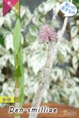 画像6: 【ボトルブラシオーキッドの愛称で知られる原種デンドロ】Dendrobium smilliae（原種）デンドロビウム　スミリアエ (6)
