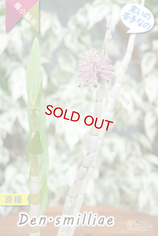 画像6: 【ボトルブラシオーキッドの愛称で知られる原種デンドロ】Dendrobium smilliae（原種）デンドロビウム　スミリアエ (6)