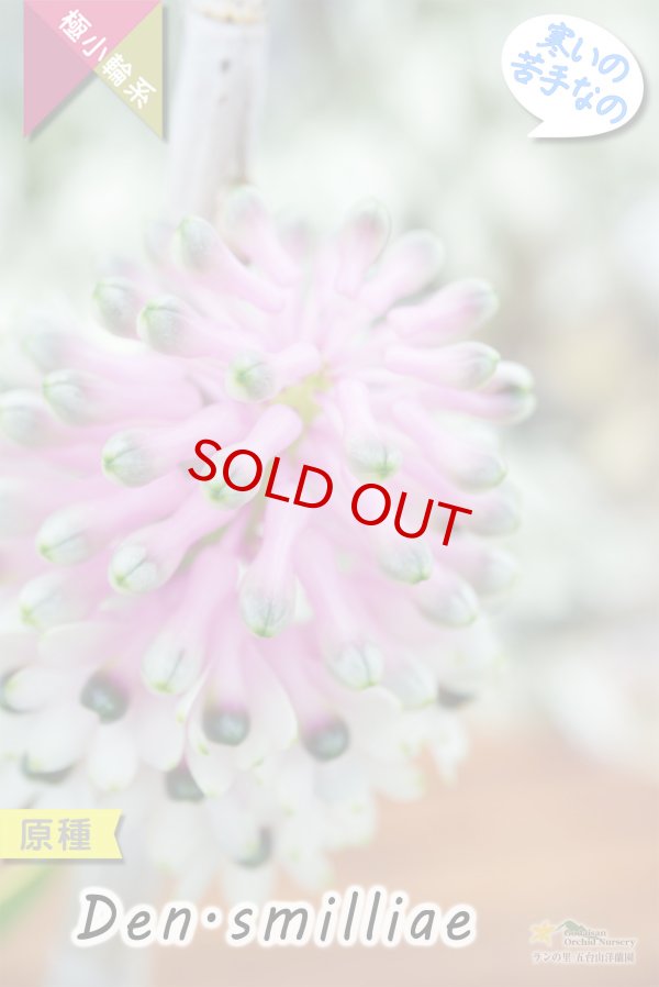 画像3: 【ボトルブラシオーキッドの愛称で知られる原種デンドロ】Dendrobium smilliae（原種）デンドロビウム　スミリアエ (3)