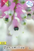 画像4: 【ボトルブラシオーキッドの愛称で知られる原種デンドロ】Dendrobium smilliae（原種）デンドロビウム　スミリアエ (4)