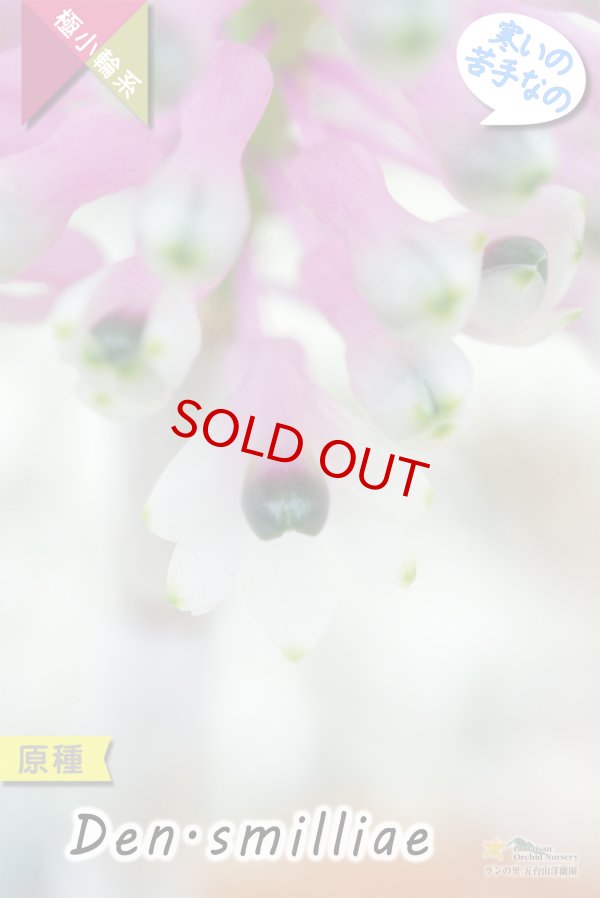 画像4: 【ボトルブラシオーキッドの愛称で知られる原種デンドロ】Dendrobium smilliae（原種）デンドロビウム　スミリアエ (4)