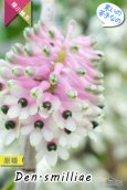 画像1: 【ボトルブラシオーキッドの愛称で知られる原種デンドロ】Dendrobium smilliae（原種）デンドロビウム　スミリアエ (1)