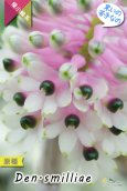 画像2: 【ボトルブラシオーキッドの愛称で知られる原種デンドロ】Dendrobium smilliae（原種）デンドロビウム　スミリアエ (2)