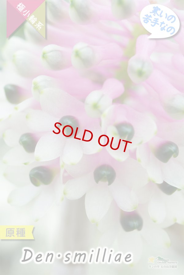 画像2: 【ボトルブラシオーキッドの愛称で知られる原種デンドロ】Dendrobium smilliae（原種）デンドロビウム　スミリアエ (2)