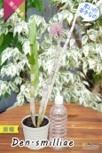 画像7: 【ボトルブラシオーキッドの愛称で知られる原種デンドロ】Dendrobium smilliae（原種）デンドロビウム　スミリアエ (7)