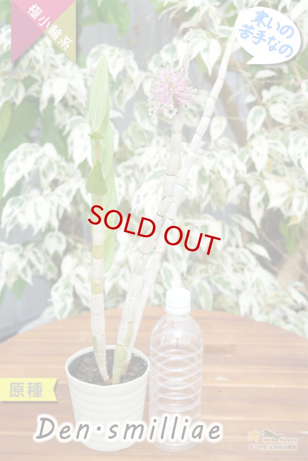 画像7: 【ボトルブラシオーキッドの愛称で知られる原種デンドロ】Dendrobium smilliae（原種）デンドロビウム　スミリアエ (7)