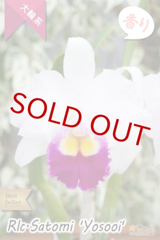 洋蘭専門店 ランの里 五台山洋蘭園「冬咲きカトレア」特集