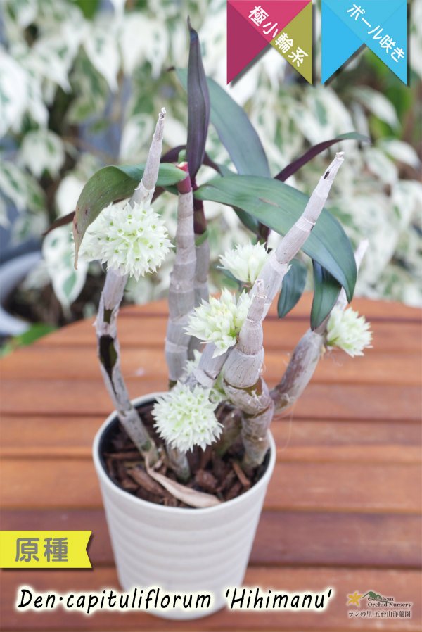 画像3: 【ブラシオーキッドの愛称で知られる原種デンドロ】Dendrobium capituliflorum 'Hihimanu'（原種）デンドロビウム　カピチュリフローラム‘ヒヒマヌ’ (3)