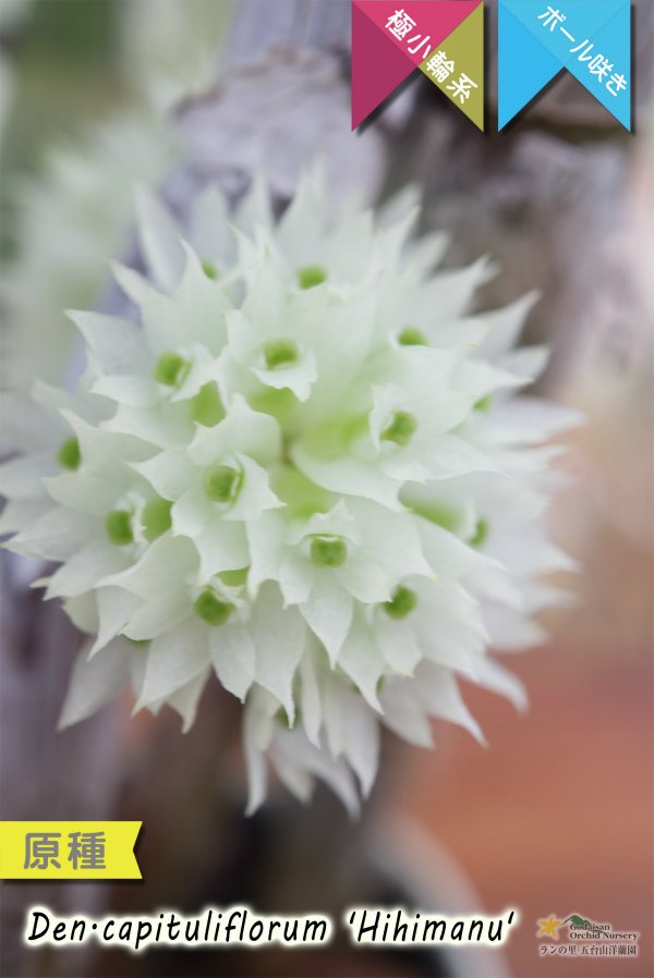 画像1: 【ブラシオーキッドの愛称で知られる原種デンドロ】Dendrobium capituliflorum 'Hihimanu'（原種）デンドロビウム　カピチュリフローラム‘ヒヒマヌ’ (1)