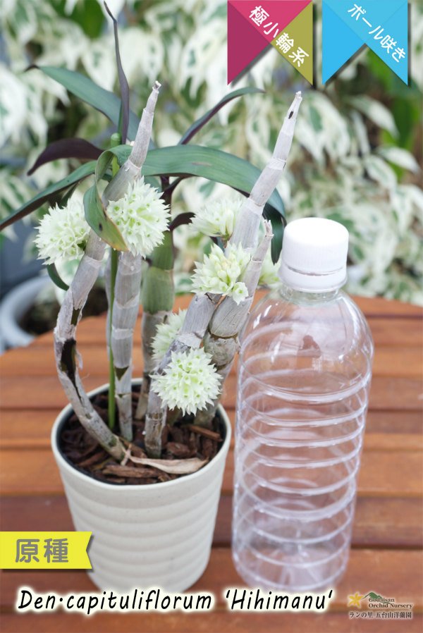 画像4: 【ブラシオーキッドの愛称で知られる原種デンドロ】Dendrobium capituliflorum 'Hihimanu'（原種）デンドロビウム　カピチュリフローラム‘ヒヒマヌ’ (4)