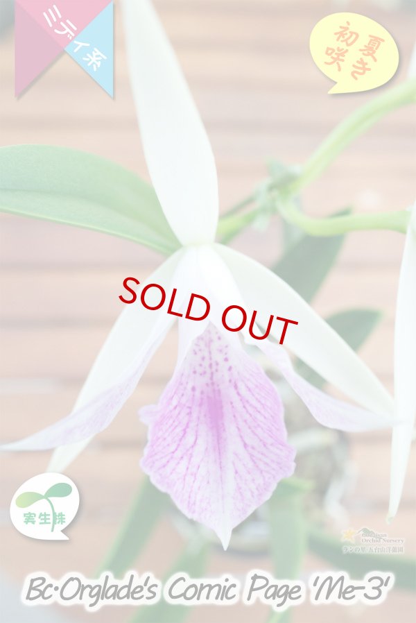 画像3: 【ノドサ系の星型花・実生株】Bc.Orglade's Comic Page 'ME-3'（交配種）カトレア系　オーグレイズコミックページ‘ME-3’ (3)
