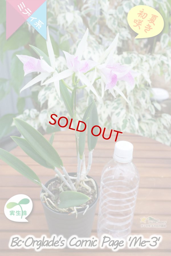 画像5: 【ノドサ系の星型花・実生株】Bc.Orglade's Comic Page 'ME-3'（交配種）カトレア系　オーグレイズコミックページ‘ME-3’ (5)