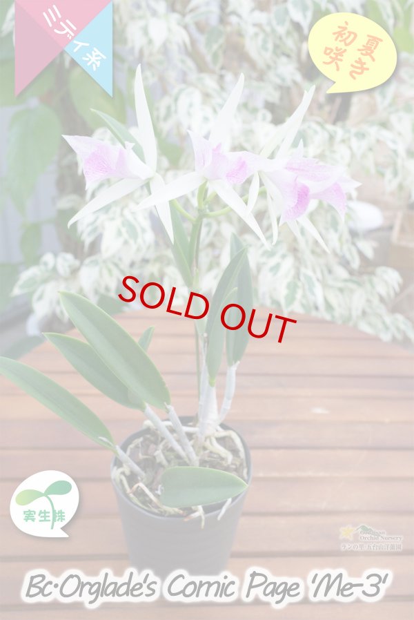 画像4: 【ノドサ系の星型花・実生株】Bc.Orglade's Comic Page 'ME-3'（交配種）カトレア系　オーグレイズコミックページ‘ME-3’ (4)