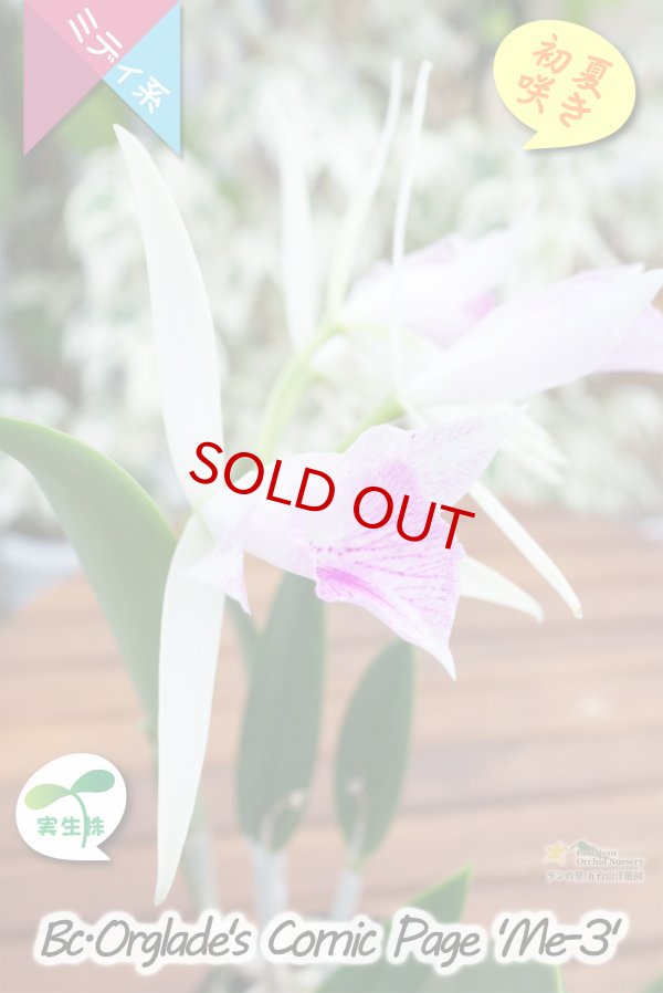 画像2: 【ノドサ系の星型花・実生株】Bc.Orglade's Comic Page 'ME-3'（交配種）カトレア系　オーグレイズコミックページ‘ME-3’ (2)